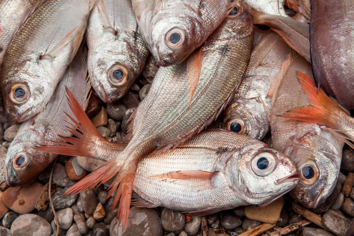 Il fresco pescato del giorno