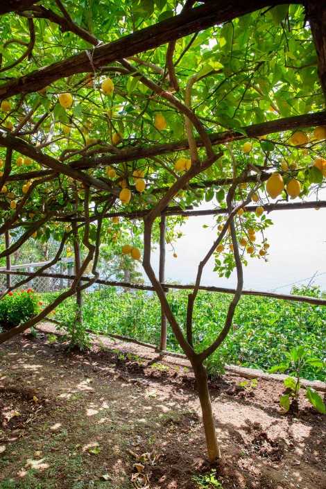 Limoneto del M’ama