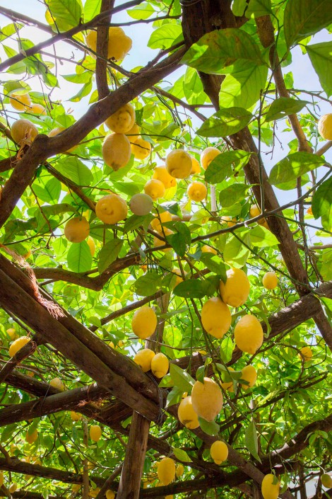 Limoneto della costiera