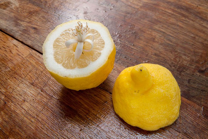 Limoni della costiera